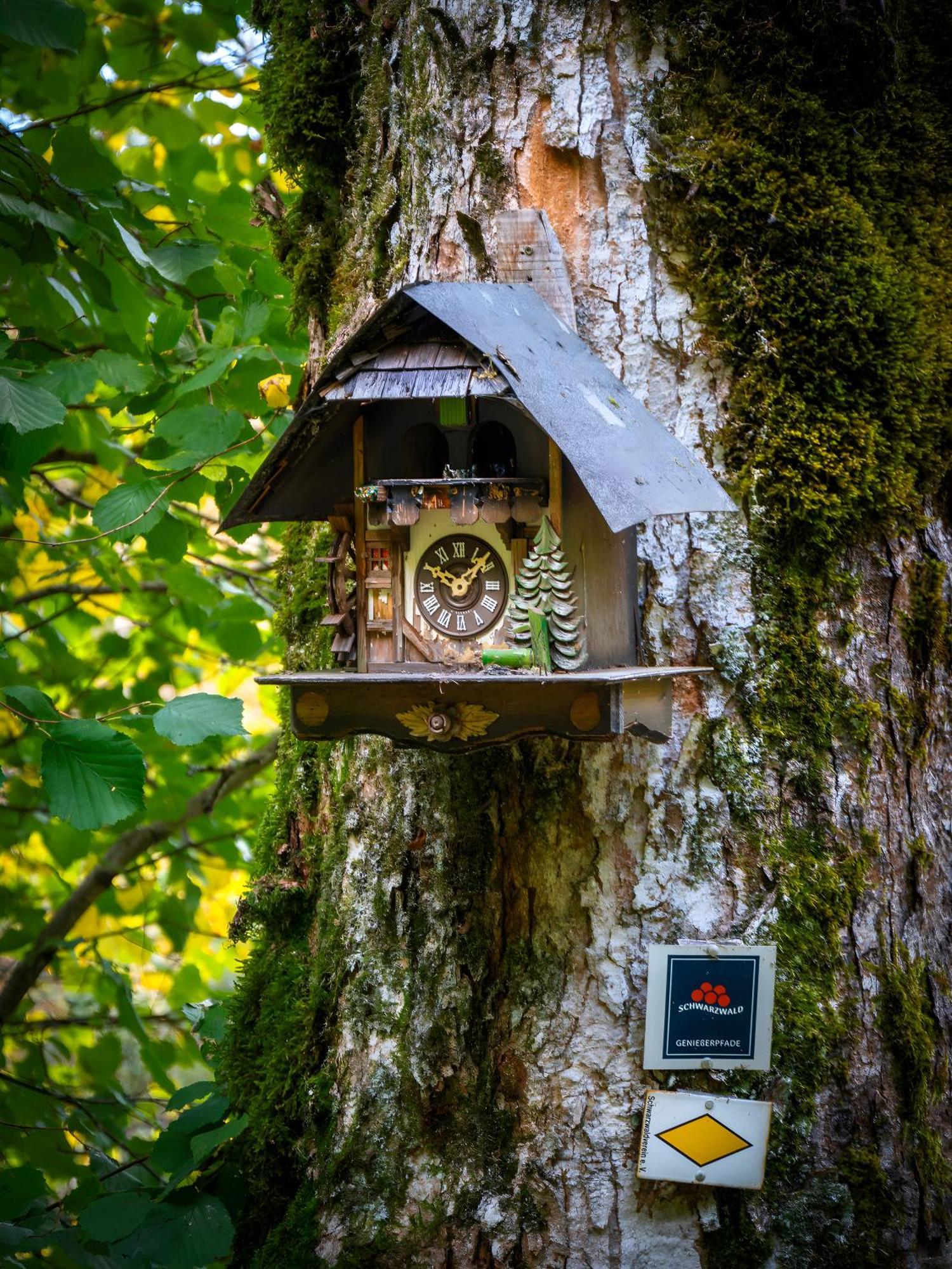 Landhaus Panoramablick Schonach im Schwarzwald Bagian luar foto